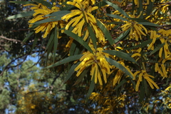 Acacia julifera (Acacia julifera)
