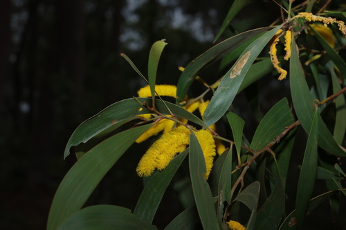 Acacia julifera (Acacia julifera)