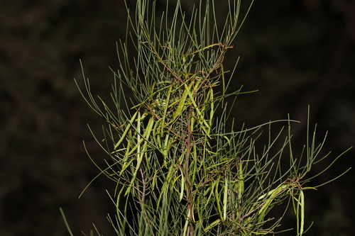 Acacia juncifolia (Acacia juncifolia)