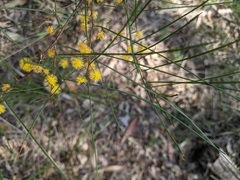 Acacia juncifolia (Acacia juncifolia)