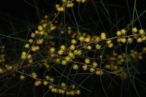 Acacia juncifolia (Acacia juncifolia)
