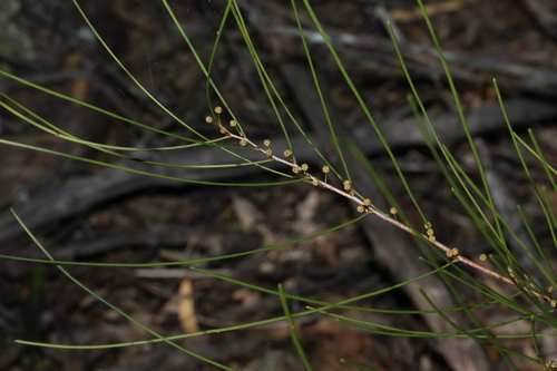 Acacia juncifolia (Acacia juncifolia)