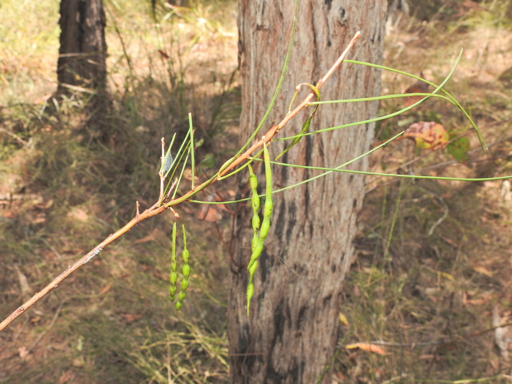 Acacia juncifolia (Acacia juncifolia)