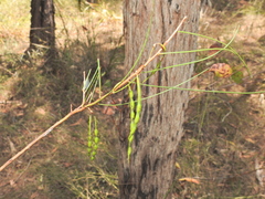 Acacia juncifolia (Acacia juncifolia)