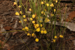 Acacia juncifolia (Acacia juncifolia)