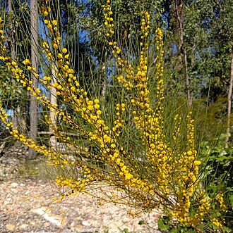 Acacia juncifolia: Acacia juncifolia near Yengarie, Queensland
