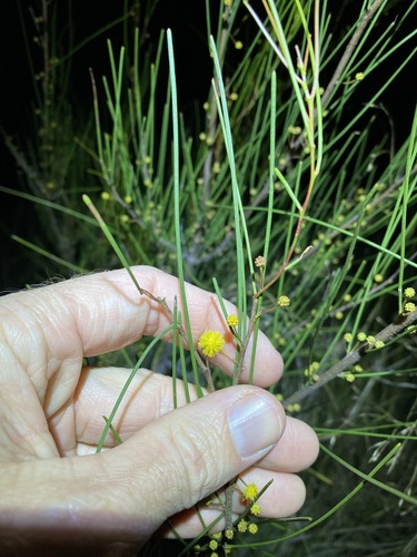 Acacia juncifolia (Acacia juncifolia)