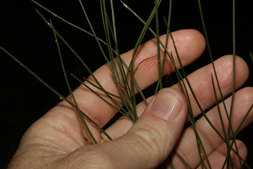 Acacia juncifolia (Acacia juncifolia)