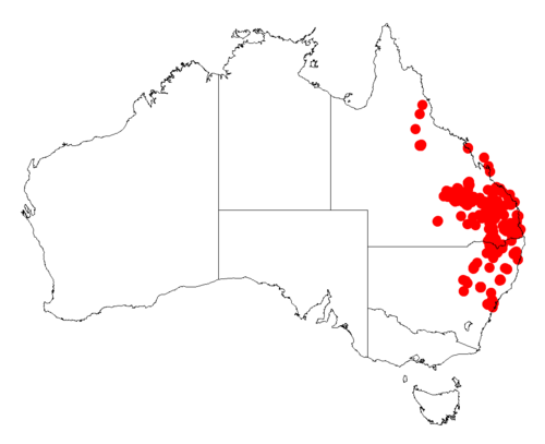 Acacia juncifolia: Acacia juncifolia occurrence data from Australasian Virtual Herbarium downloaded from https://doi.org/10.26197/5c06138894b on December 8 2018