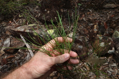 Acacia juncifolia (Acacia juncifolia)