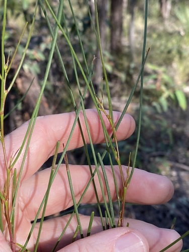 Acacia juncifolia (Acacia juncifolia)