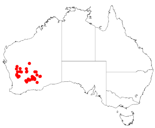Acacia kalgoorliensis: Acacia kalgoorliensis Occurrence data from Australasia Virtual Herbarium downloaded from https://doi.org/10.26197/5c0b1388984eb on 8 December 2018