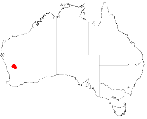 Acacia karina: Acacia karina Occurrence data from Australasia Virtual Herbarium downloaded from https://doi.org/10.26197/5c0b1388984eb on 8 December 2018
