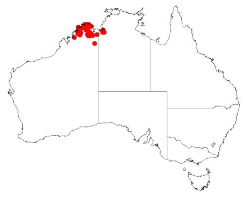 Acacia kelleri: Acacia kelleri Occurrence data from Australasia Virtual Herbarium downloaded from https://doi.org/10.26197/5c0b1388984eb on 8 December 2018