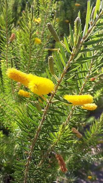 Acacia kelleri: Acacia kelleri near Derby, Weswtern Australia