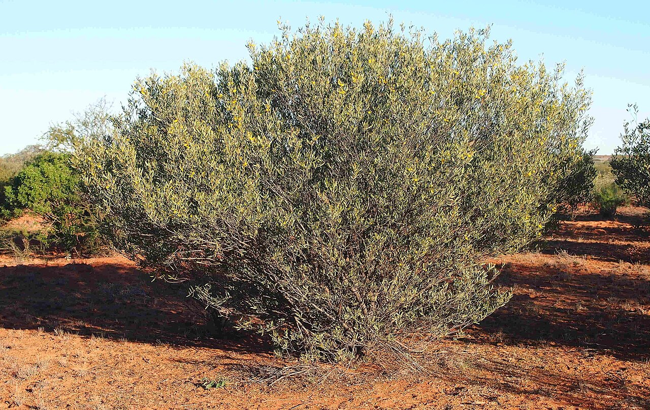 Acacia kempeana: Acacia kempeana shrub