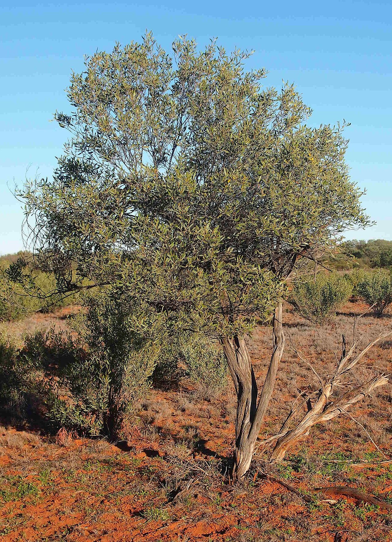 Acacia kempeana: Acacia kempeana tall shrub