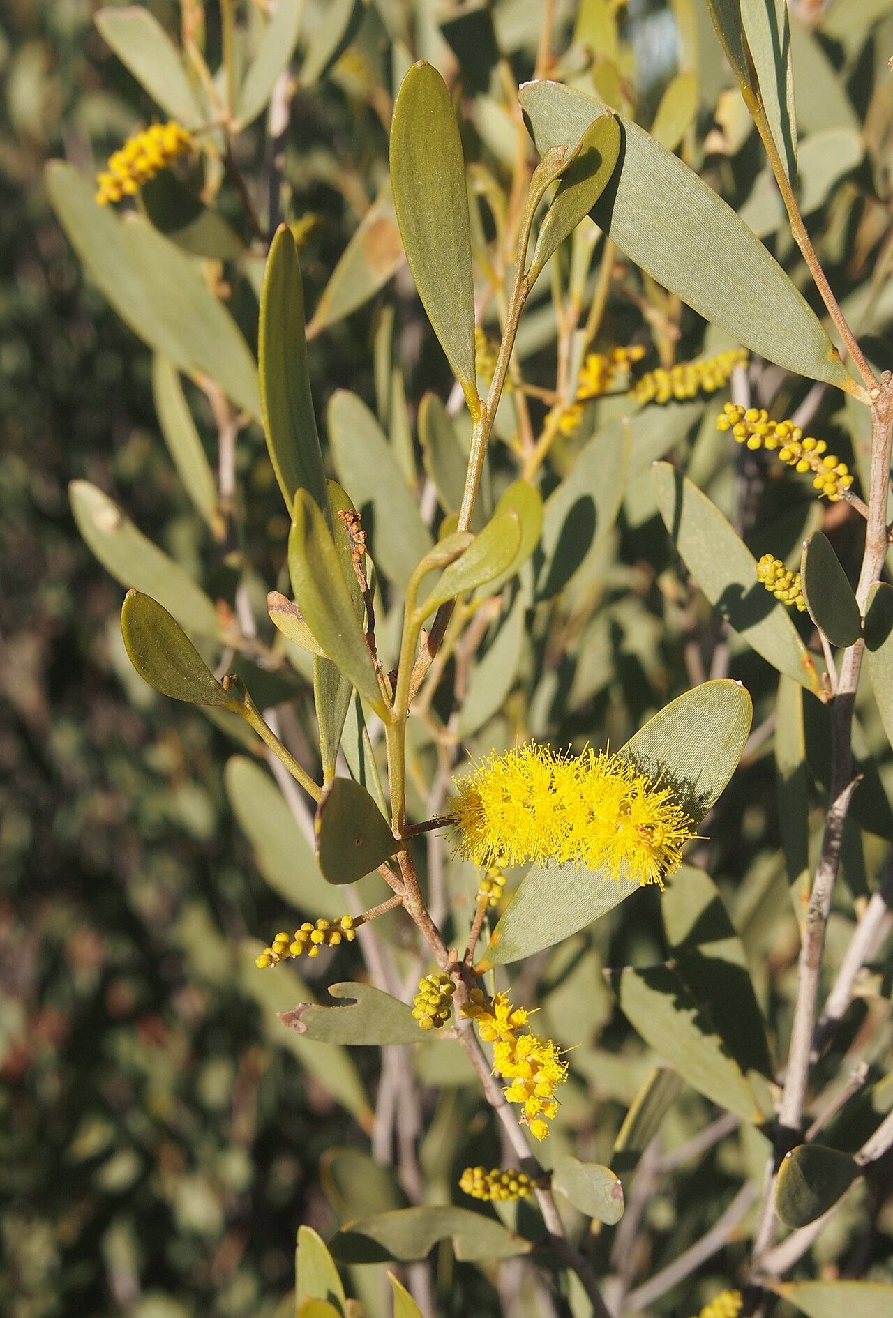 Acacia kempeana: Acacia kempeana foliage and flowers