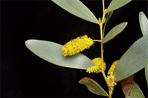 Acacia kempeana: Acacia kempeana in the Australian National Botanic Gardens