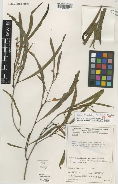 Acacia kenneallyi: Acacia keneally isotype k000821285, collected by K.F. Kenneally and B.P.M. Hyland , June 1987 in the Northern Botanical Province, at 14 degrees 37' 15"S, 12515'