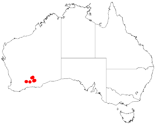 Acacia kerryana: Acacia kerryana Occurrence data from Australasia Virtual Herbarium downloaded from https://doi.org/10.26197/5c0b1388984eb on 8 December 2018