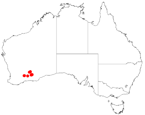 Acacia kerryana: Acacia kerryana Occurrence data from Australasia Virtual Herbarium downloaded from https://doi.org/10.26197/5c0b1388984eb on 8 December 2018