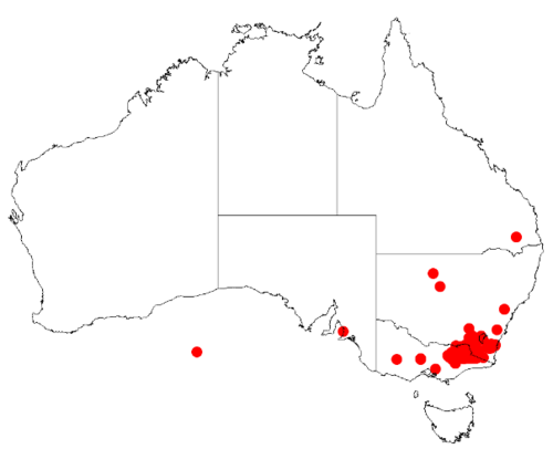 Acacia kettlewelliae: Acacia kettlewelliae Occurrence data from Australasia Virtual Herbarium downloaded from https://doi.org/10.26197/5c0b1388984eb on 8 December 2018
