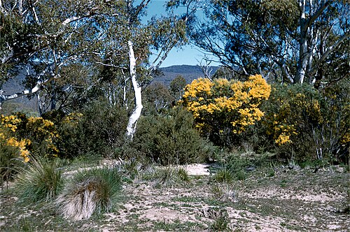 Acacia kettlewelliae: Acacia kettlewelliae at Waste Point, near Jindabyne, New South Wales,