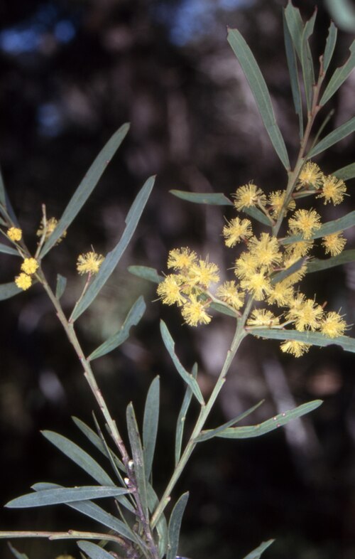 Acacia kettlewelliae: Acacia kettlewelliae , on the Wadbilliga Trail, Wadbilliga National Park, New South Wales