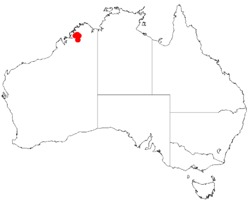 Acacia kimberleyensis: Acacia kimberleyensis Occurrence data from Australasia Virtual Herbarium downloaded from https://doi.org/10.26197/5c0b1388984eb on 8 December 2018