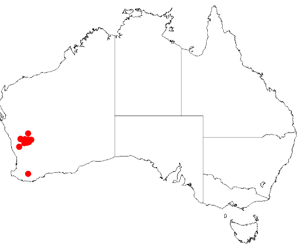 Acacia kochii: Acacia kochii Occurrence data from Australasia Virtual Herbarium downloaded from https://doi.org/10.26197/5c0b1388984eb on 8 December 2018