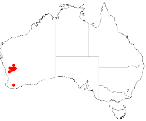 Acacia kochii: Acacia kochii Occurrence data from Australasia Virtual Herbarium downloaded from https://doi.org/10.26197/5c0b1388984eb on 8 December 2018
