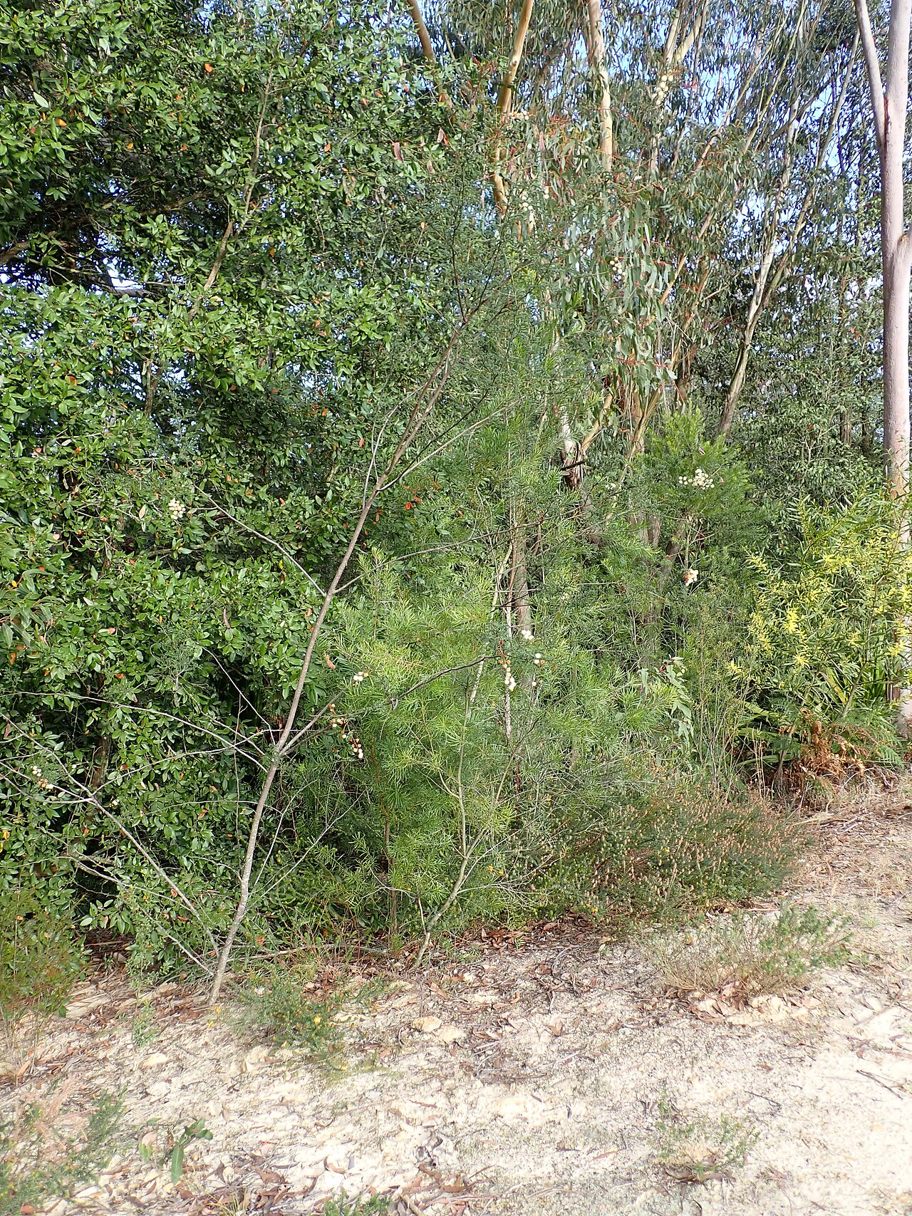 Acacia kulnurensis: Acacia kulnurensis in Cherry Tree Lane, near Paradise Gardens in Kulnura