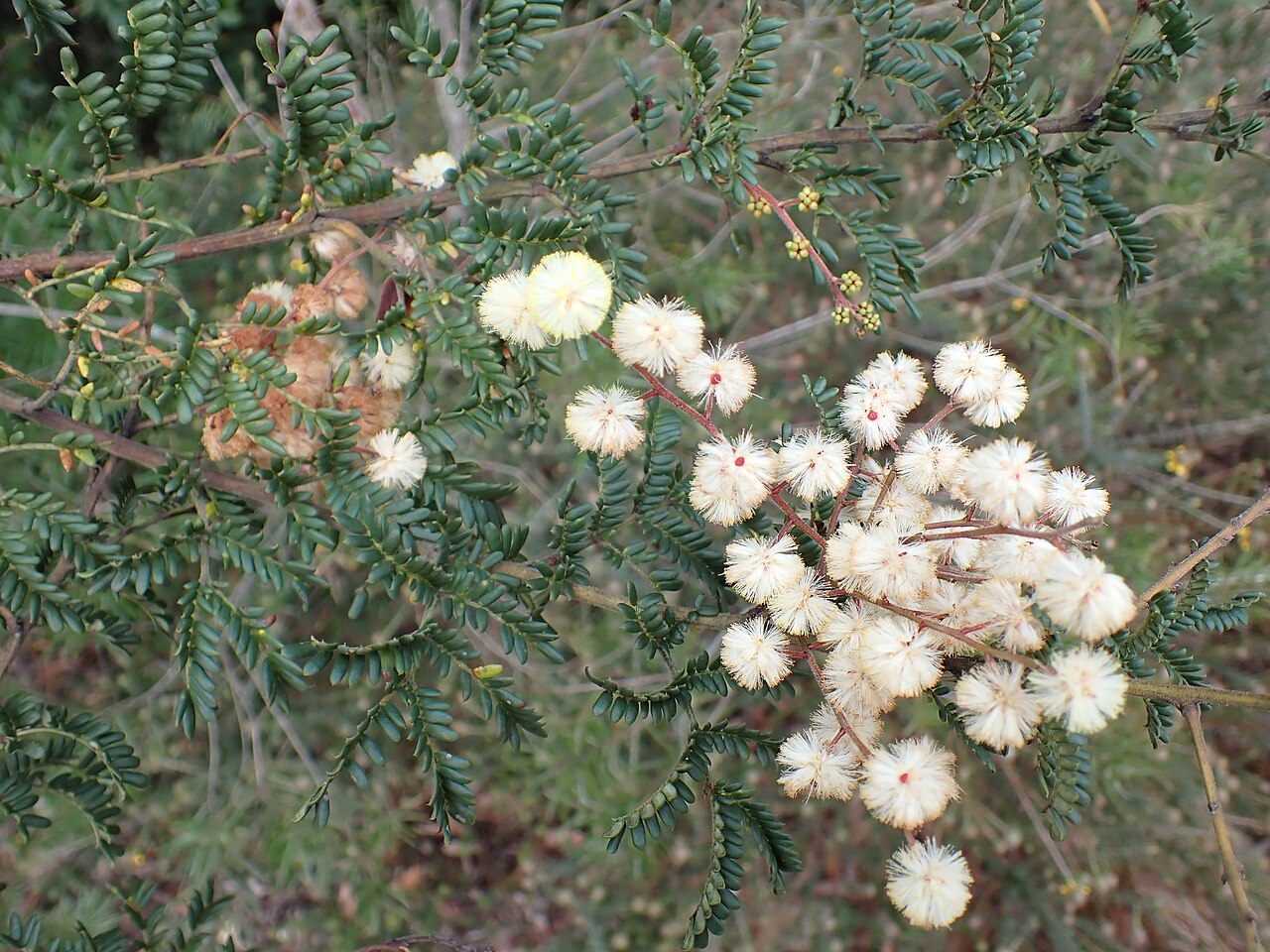 Acacia kulnurensis: Acacia kulnurensis near Paradise Botanical Gardens on Cherry Lane in Kulnura
