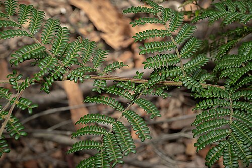 Acacia kulnurensis: Acacia kulnurensis