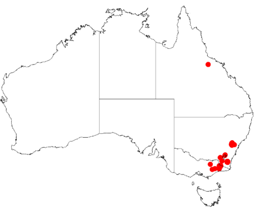 Acacia kybeanensis: Acacia kybeanensis Occurrence data from Australasia Virtual Herbarium downloaded from https://doi.org/10.26197/5c0b1388984eb on 8 December 2018