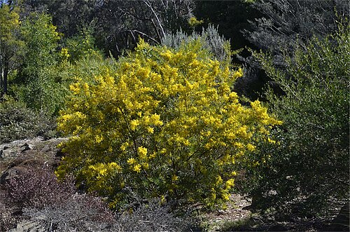 Acacia kybeanensis: Acacia kybeanensis in the Australian National Botanic Gardens