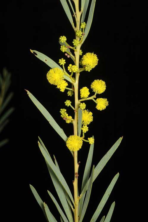 Acacia kybeanensis: Acacia kybeanensis in the Australian National Botanic Gardens