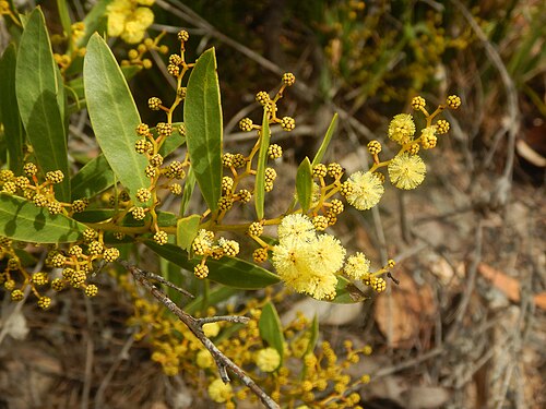 Acacia kydrensis: Acacia kydrensis near Wadbilliga, New South Wales