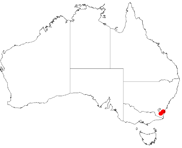 Acacia kydrensis: Acacia kydrensis Occurrence data from Australasia Virtual Herbarium downloaded from https://doi.org/10.26197/5c0b1388984eb on 8 December 2018