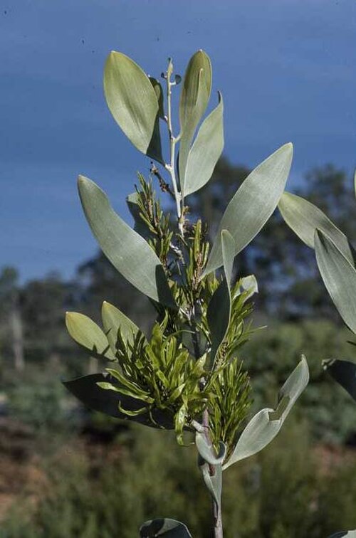 Acacia laccata: Acacia laccata
