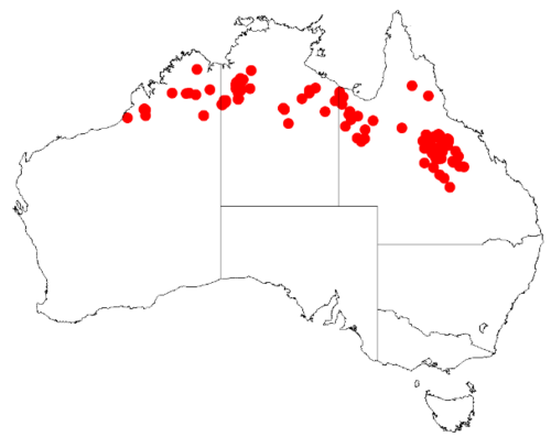Acacia laccata: Occurrence data from Australasia Virtual Herbarium downloaded from https://doi.org/10.26197/5c0b1388984eb on 8 December 2018