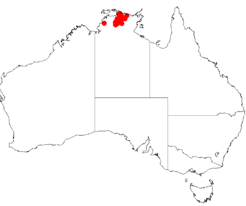 Acacia lacertensis: Acacia lacertensis Occurrence data from Australasia Virtual Herbarium downloaded from https://doi.org/10.26197/5c0b1388984eb on 8 December 2018