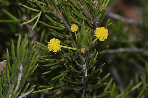 Acacia lachnophylla: Acacia lachnophylla near Ravensthorpe