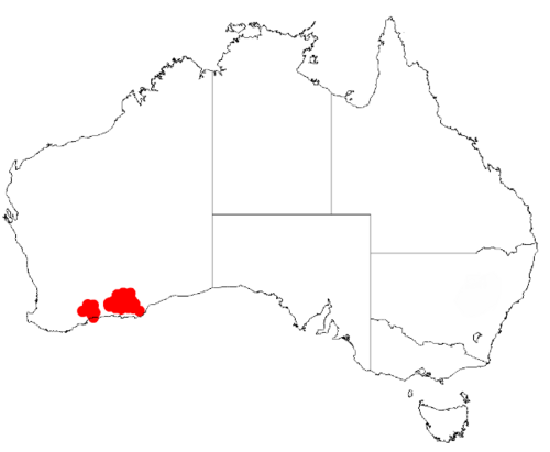 Acacia lachnophylla: Acacia lachnophylla Occurrence data from Australasia Virtual Herbarium downloaded from https://doi.org/10.26197/5c0b1388984eb on 8 December 2018