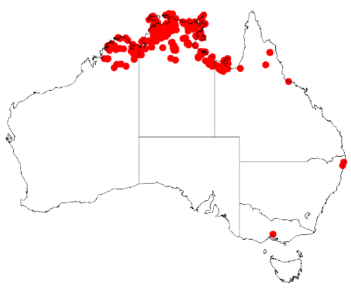 Acacia lamprocarpa: Acacia lamprocarpa Occurrence data from Australasia Virtual Herbarium downloaded from https://doi.org/10.26197/5c0b1388984eb on 8 December 2018