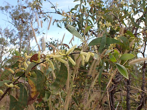 Acacia lamprocarpa: Acacia lamprocarpa in Litchfield National Park