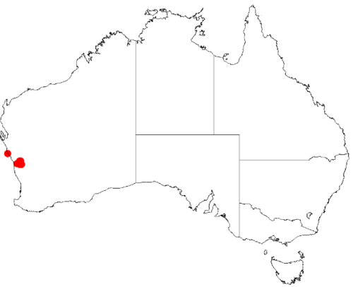 Acacia lanceolata: Acacia lanceolata Occurrence data from Australasia Virtual Herbarium downloaded from https://doi.org/10.26197/5c0b1388984eb on 8 December 2018