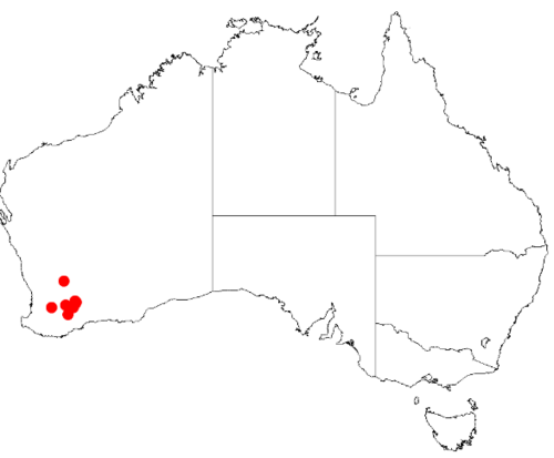 Acacia lanei: Acacia lanei Occurrence data from Australasia Virtual Herbarium downloaded from https://doi.org/10.26197/5c0b1388984eb on 8 December 2018