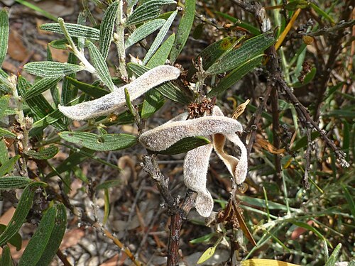 Acacia lanigera: Acacia lanigera var. lanigera